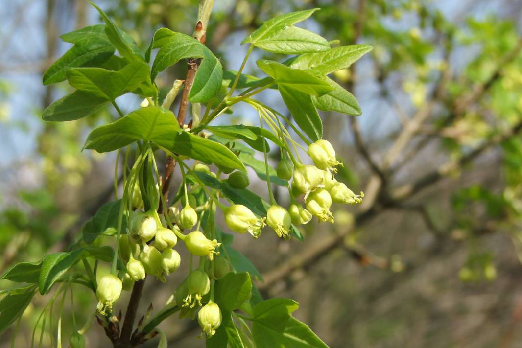 Acer monspessulanum