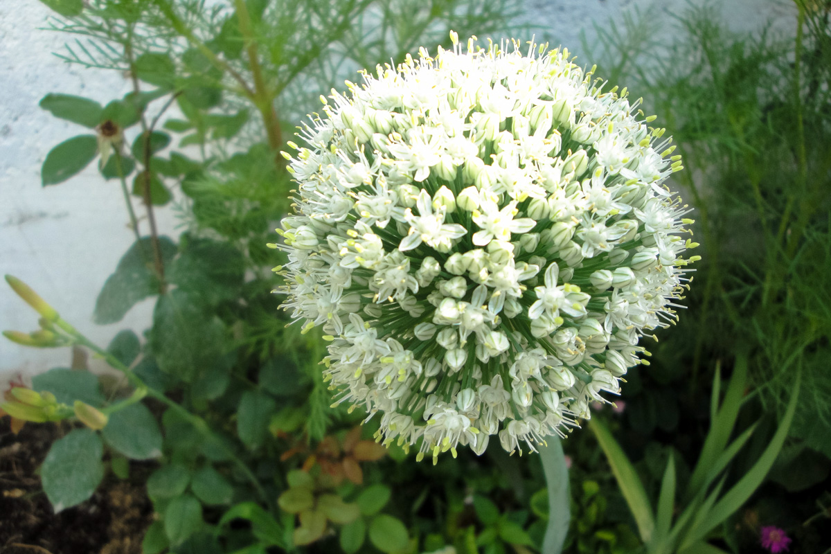Allium cepa