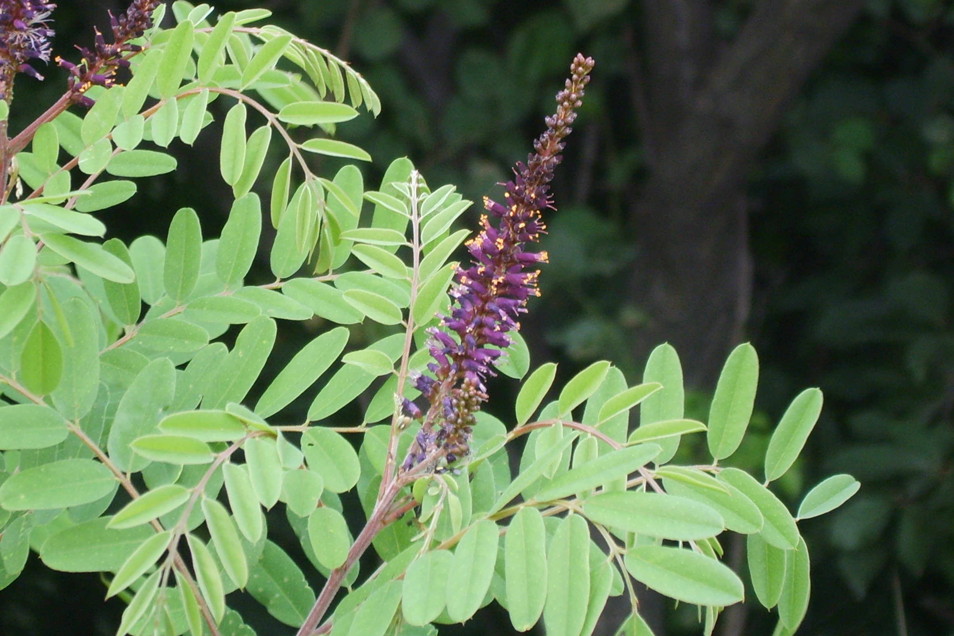 Amorpha fruticosa