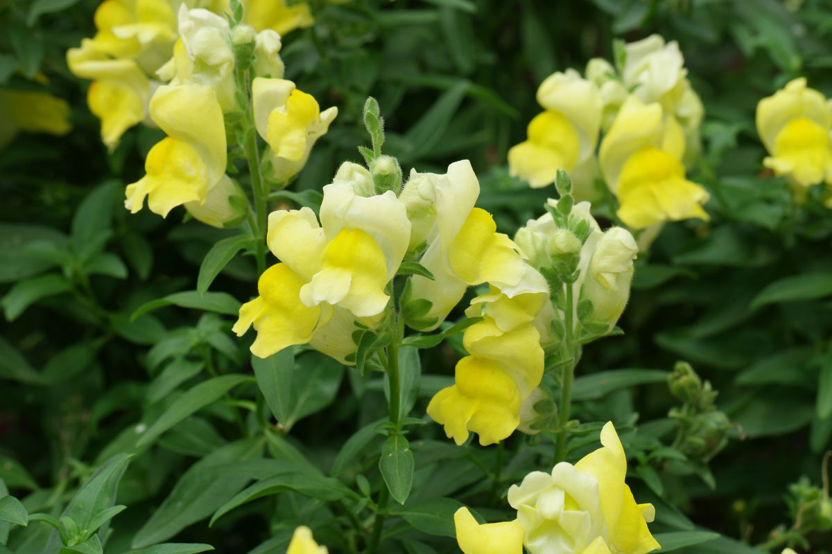 Antirrhinum majus