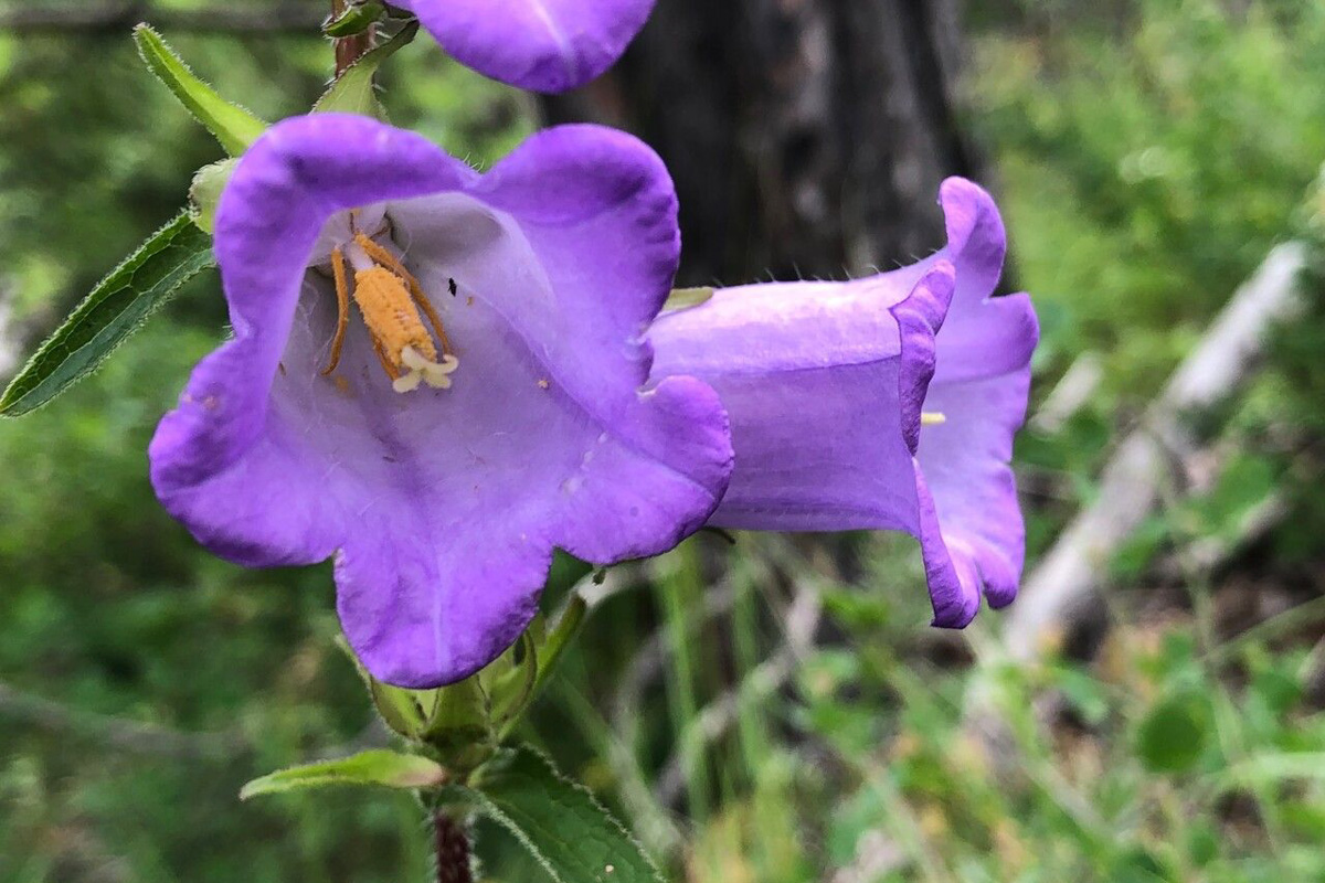 Campanula media