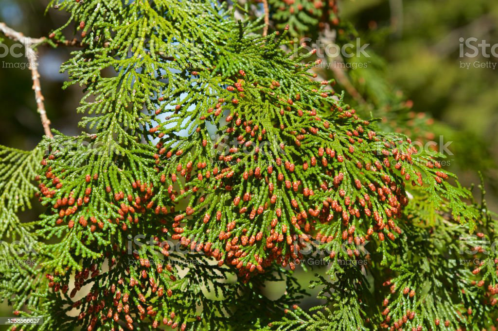 Cupressus sempervirens