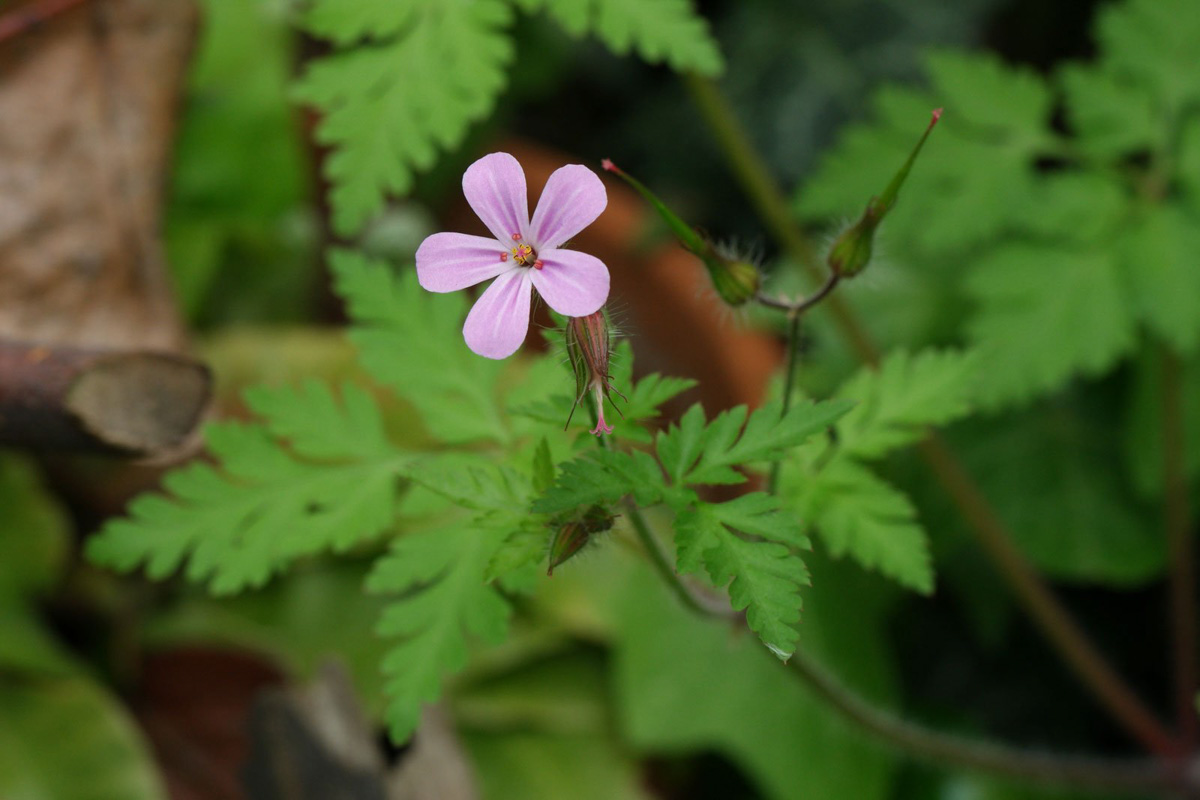 Geranium robertianum