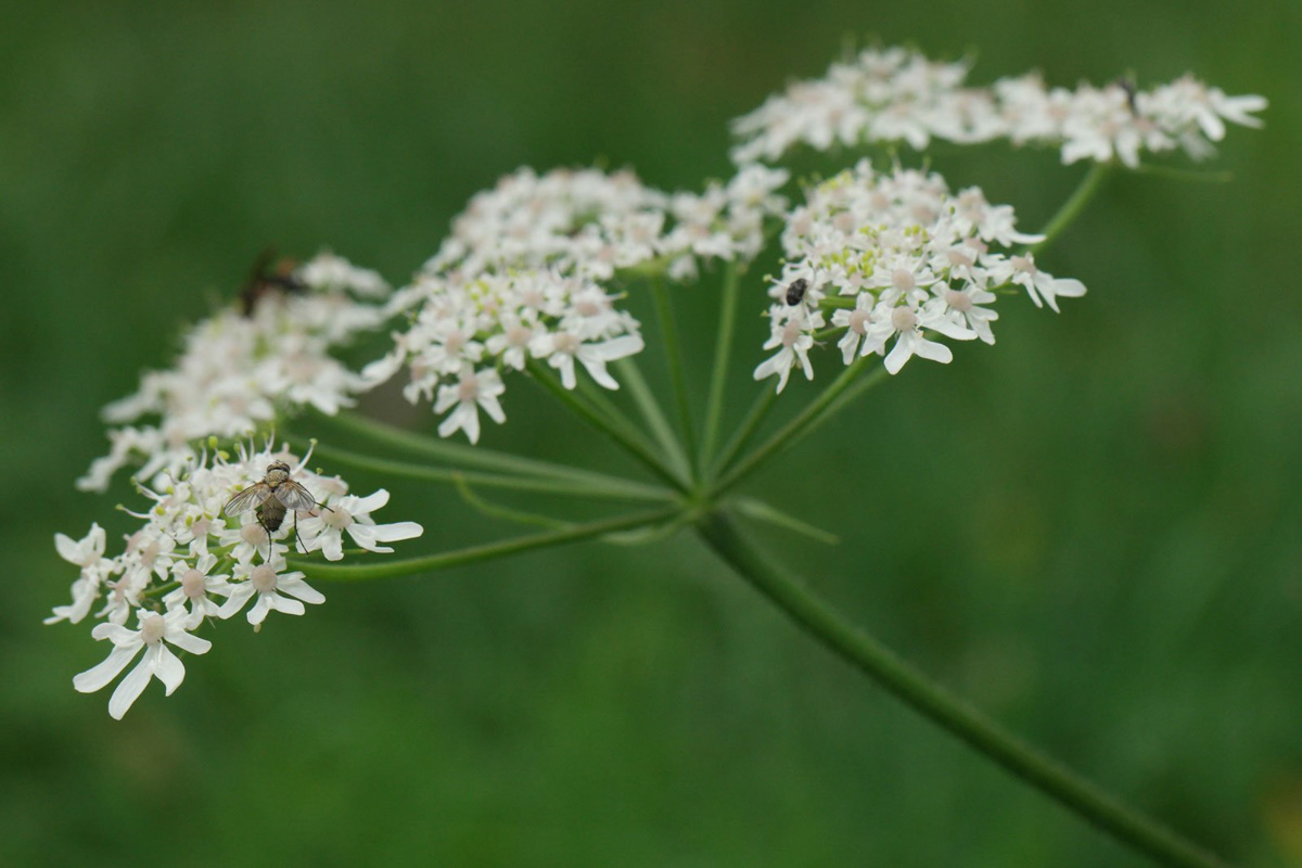 Heracleum Sphondilium