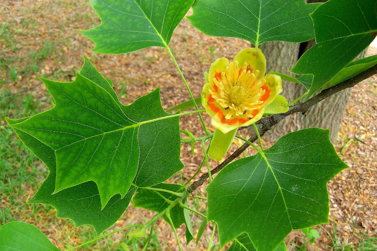 Liriodendron tulipifera