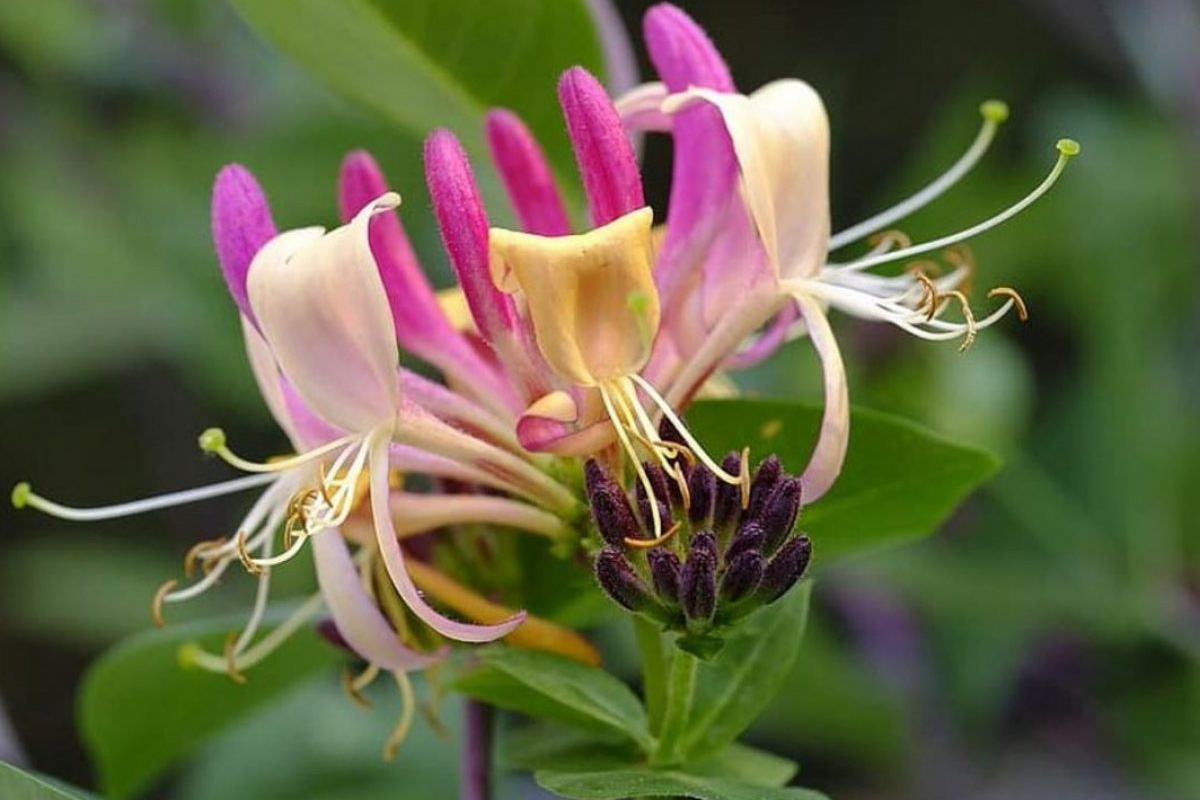 Lonicera caprifolium