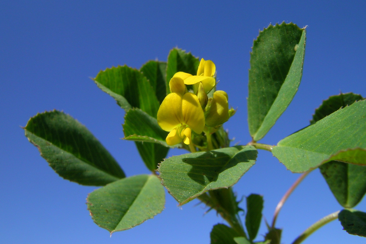 Medicago polymorpha
