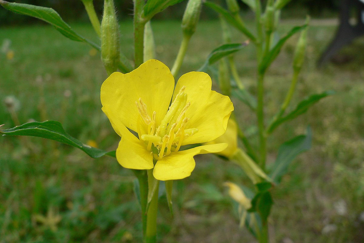 Oenothera biennis