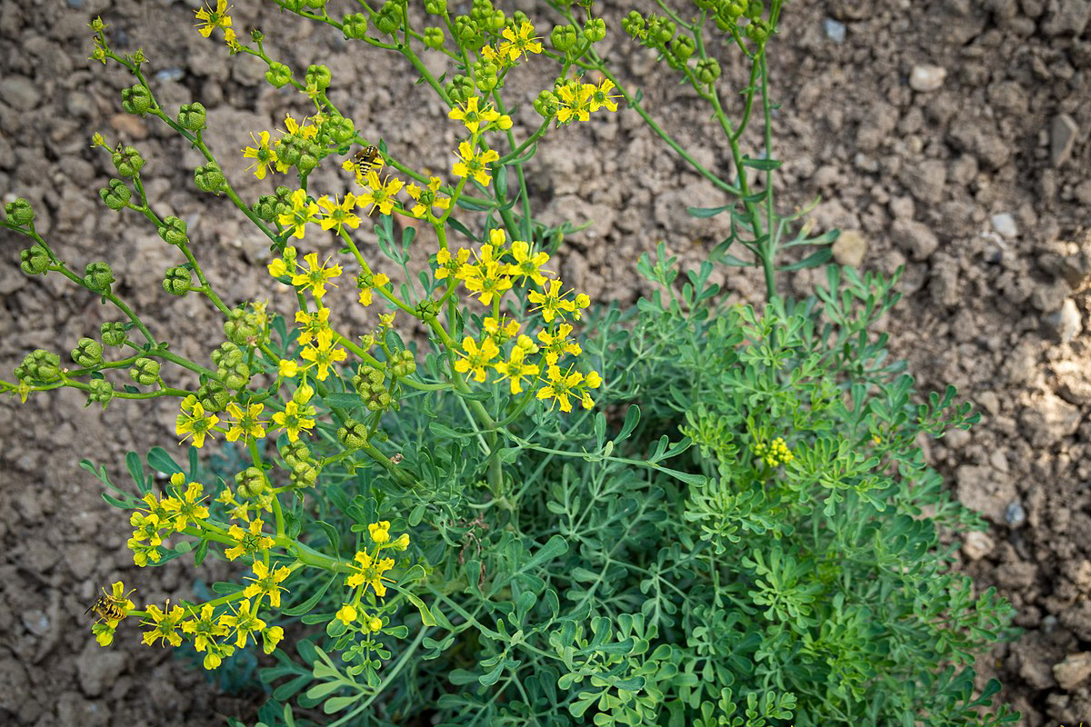 Ruta graveolens