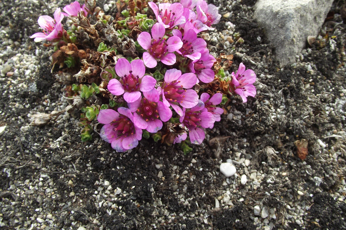 Saxifraga oppositifolia