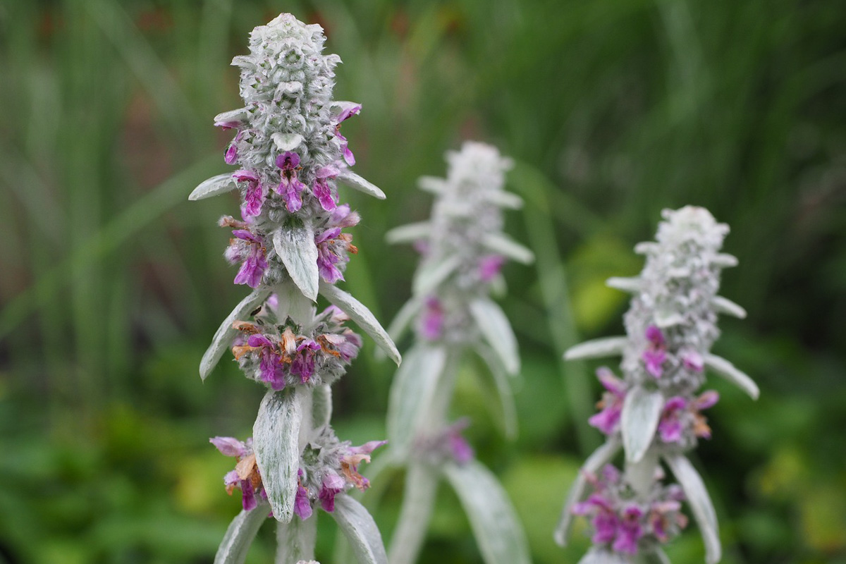 Stachys lanata - byzantina