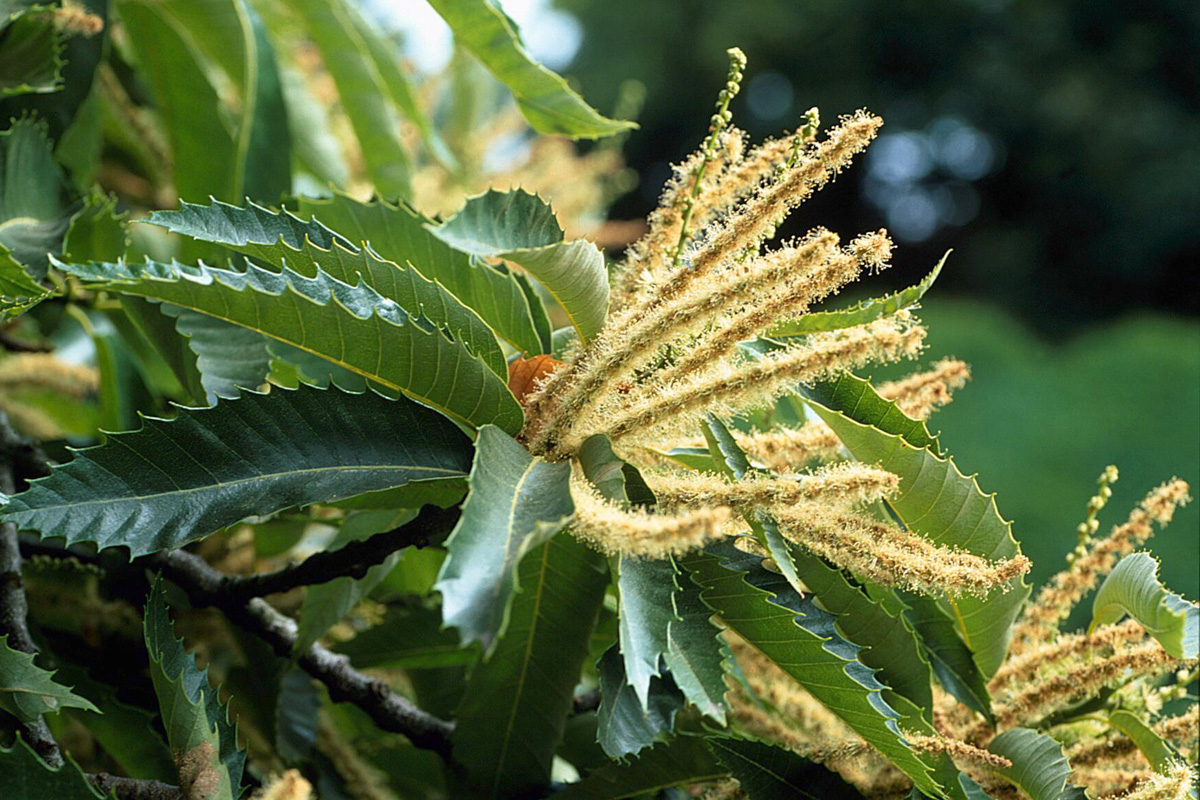 Castanea sativa