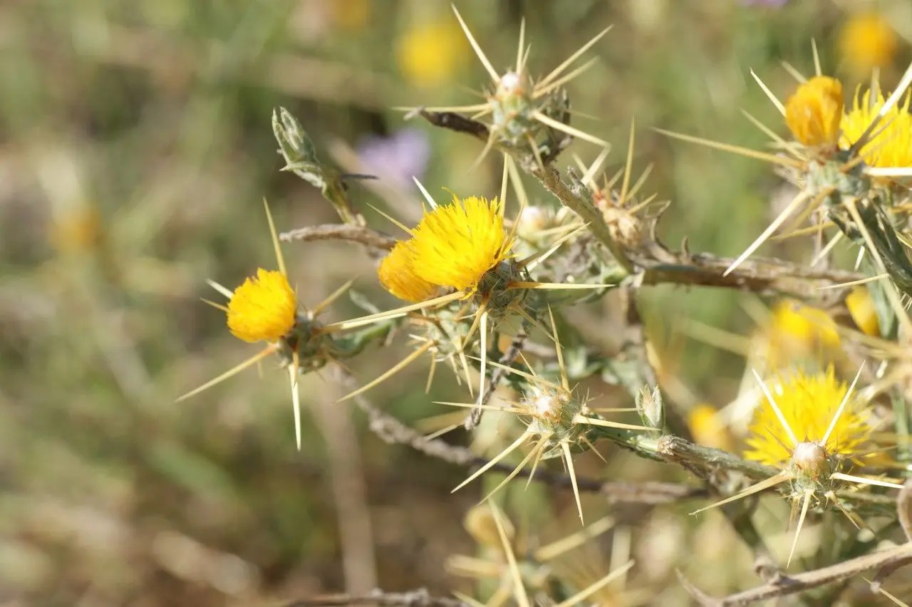 Centaurea solstitialis