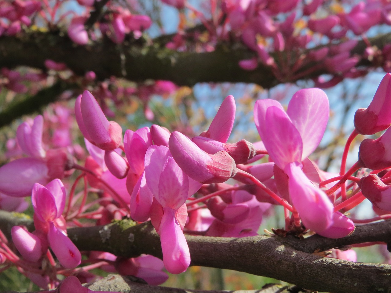 Cercis siliquastrum