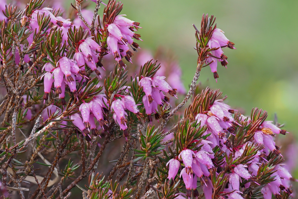 Erica carnea