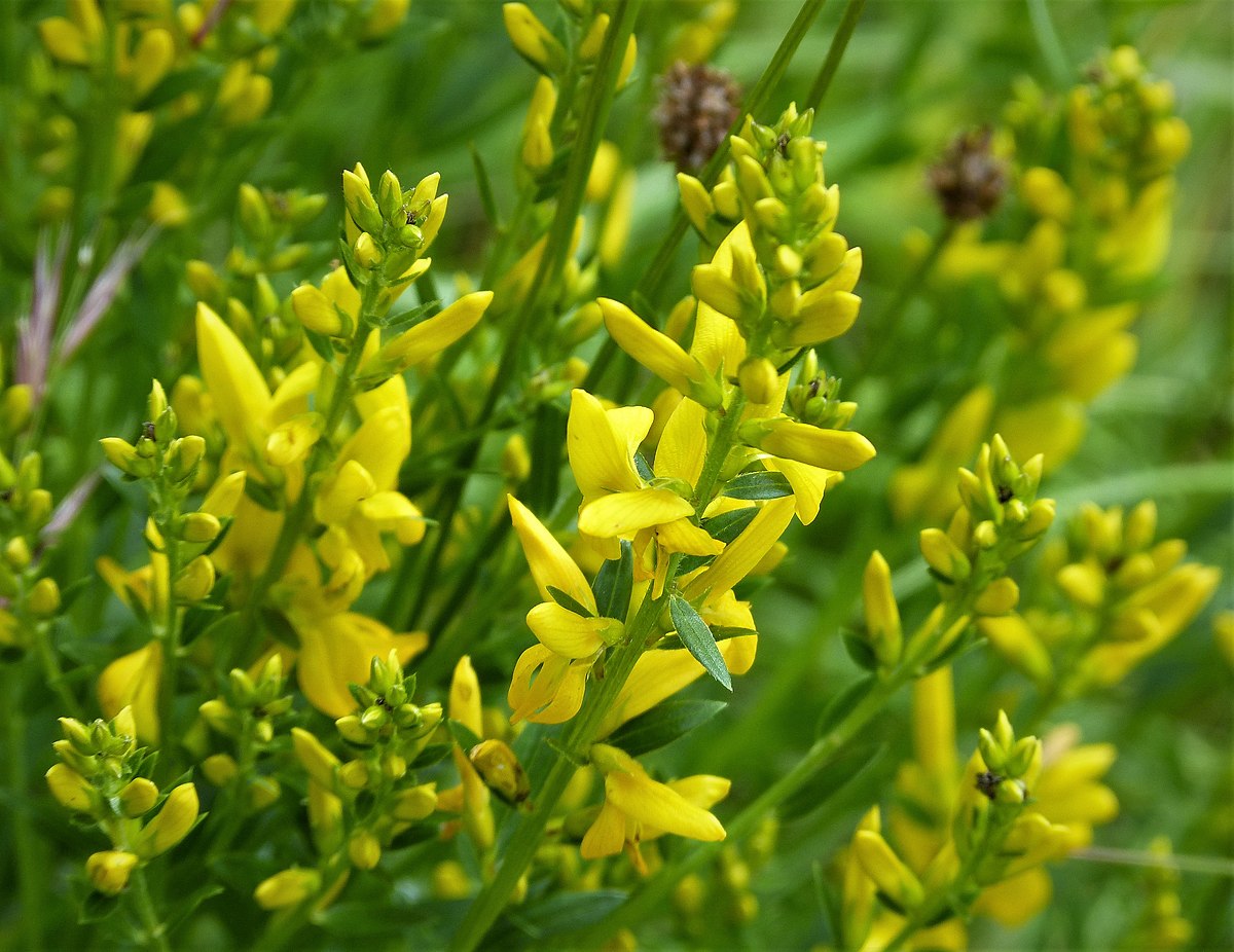 Genista tinctoria