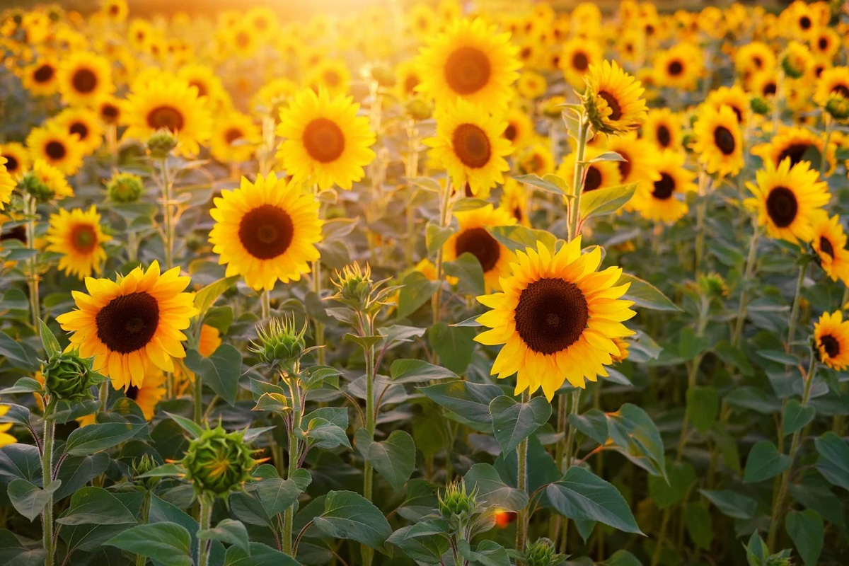 Helianthus annuus