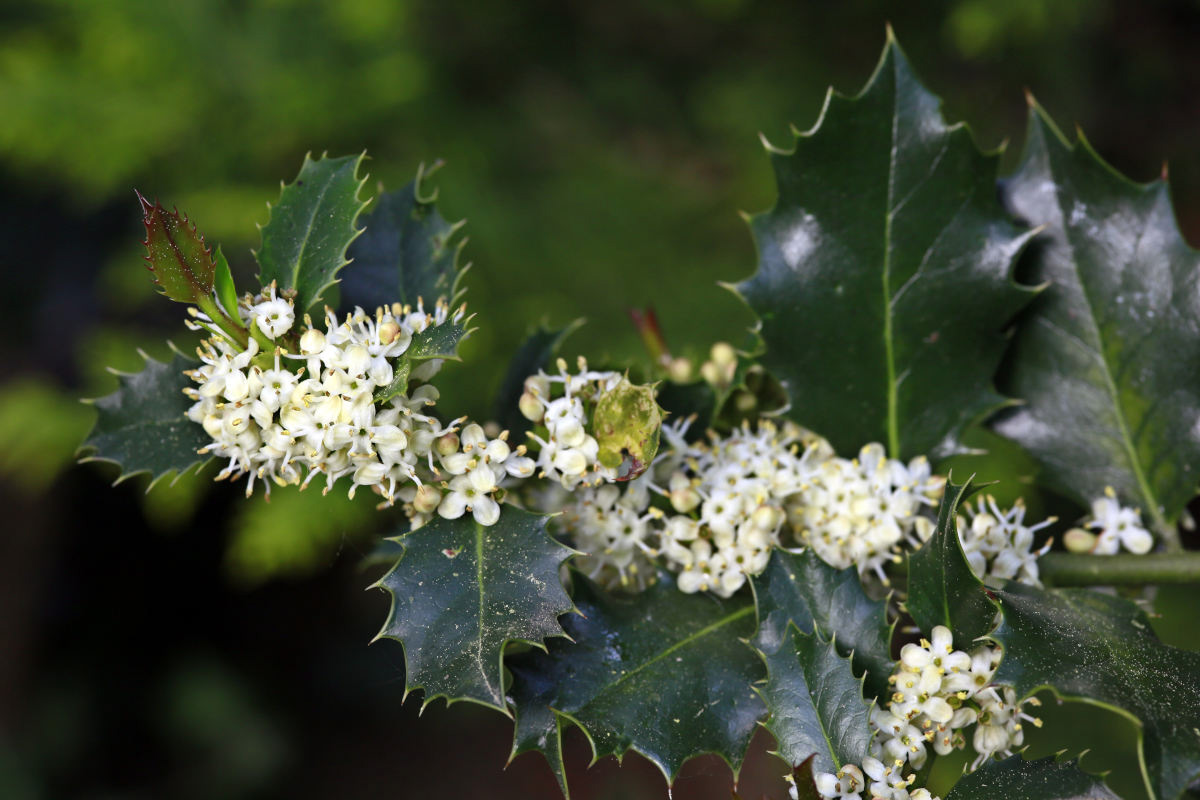 Ilex Aquifolium