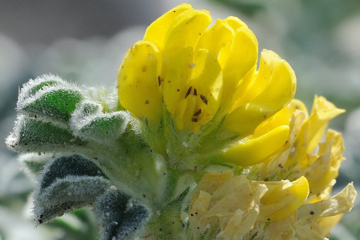 Medicago marina