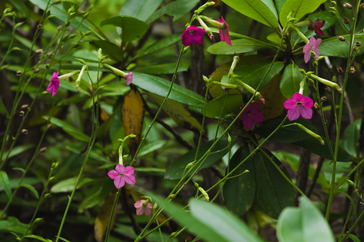 Nicotiana