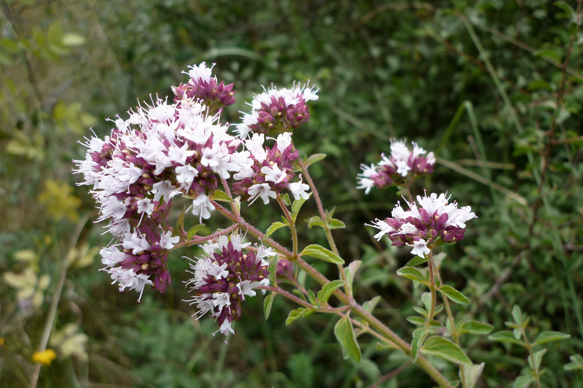 Origanum vulgare