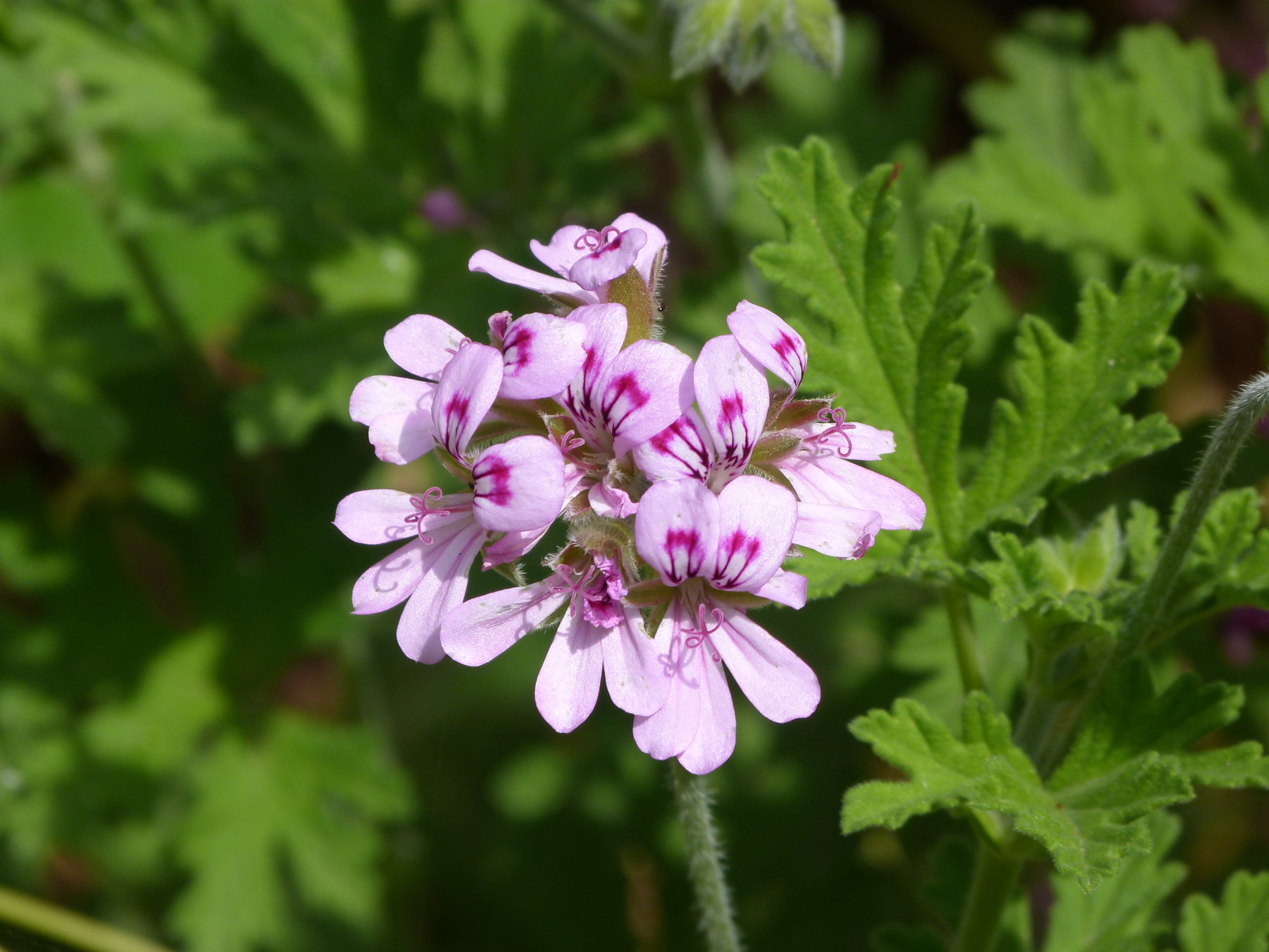 Pelargonium graveolens