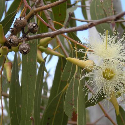 Eucalyptus spp.